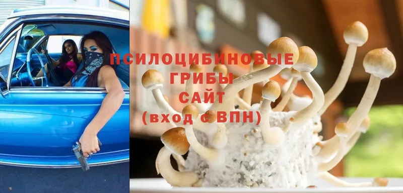 где можно купить   Алексеевка  Псилоцибиновые грибы Cubensis 